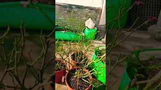 trrace garden trending short viral rosepruning [upl. by Aenej]