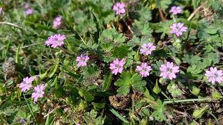 Tranquil Moments Dovesfoot Cranesbill in Nature [upl. by Ginevra573]