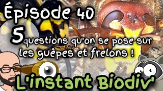 Ep40 5 questions quon se pose sur les guêpes [upl. by Nedak]