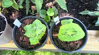 Podophyllum  Spotty Dotty and more [upl. by Todhunter]