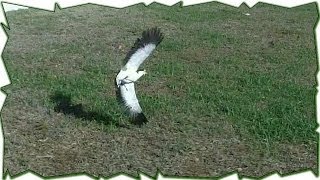 When Plovers Attack  Australian Bird Defends Nest [upl. by Dasha]