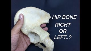 HIP BONE  SIDE DETERMINATION amp ANATOMICAL POSITION [upl. by Anig]