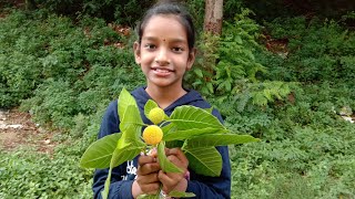 Know your neighbourhood plants and trees Cadamba [upl. by Karee]