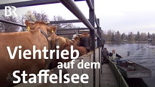 Bootspartie mit Kühen Viehtrieb auf dem Staffelsee  Schwaben amp Altbayern  BR Fernsehen [upl. by Oni270]