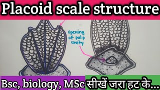 Placoid scaleStructure of placoid scale cosmologyastronomy [upl. by Alywt]