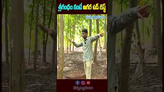 Agarwood is better than srigandhamశ్రీగంధం కంటే అగర ఉడ్ బెస్ట్  agarwood oud srigandham [upl. by Sirronal15]