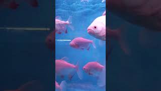 Pink fish pink colour fish music dj song remix [upl. by Anoerb]