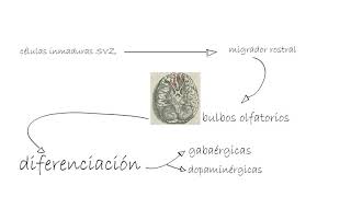 34 La neurogénesis Celia Ruiz [upl. by Faustine]