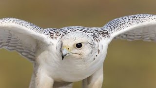 Todays video is about falcon how does falcon hunt Peregrine Falcon Attacks [upl. by Anwadal]