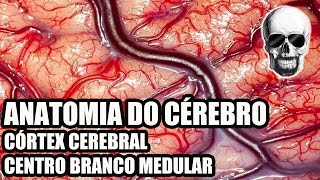 Vídeo Aula 134  Sistema NervosoNeuroanatomia Anatomia do Cérebro Córtex Cerebral  Telencéfalo [upl. by Anhcar]