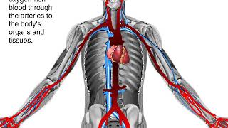 How Blood Flows through the Body Animation  Circulatory System Video [upl. by Lindblad]