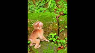 Lexis ask friend help look around find her missing Mom shortvideo shorts short monkey animals [upl. by Demahum]