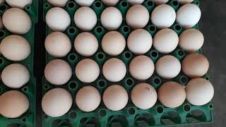 Fertilized Chicken Eggs for sale Kuroilers Sussex Sasso At Living Hope Mixed Farm 276774029103 [upl. by Akiria]