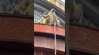 Pidithal like 🐒 kurangu video🙏 [upl. by Alarick]