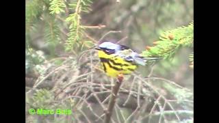 Paruline à tête cendréeMagnolia Warbler [upl. by Valencia92]