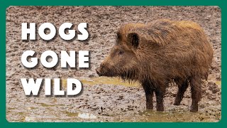 Hogs Wild Fighting the Feral Pig Problem [upl. by Einnov706]