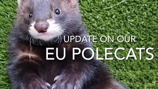 Polecats and enclosure is it working [upl. by Hussey]