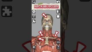 Anatomy • Muscles • Neck medical 3d anatomy head neck muscle shorts [upl. by Talie]