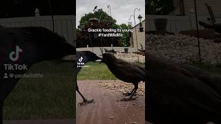 A Grackle feeding its young [upl. by Lund672]