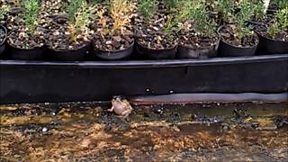 Red Bellied Black Snake Eating Cane Toad [upl. by Fredrika]