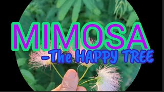 🪷🪷MIMOSA the MOOD changer Get to know the surprising benefits of this HAPPY TREE 🌿🤗🌞💥🌴 [upl. by Conte]