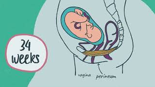 When to start and how to do perineal massage [upl. by Marina]