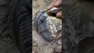 Zlichovaspis Trilobite  Atchana Morocco fossils mexico argentina chicken casablanca [upl. by Saidnac]