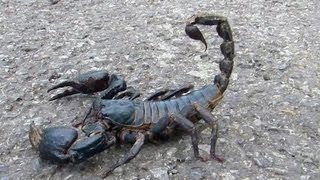 😱 Giant Black Scorpion  Wildlife Thailand 😨 [upl. by Richella]