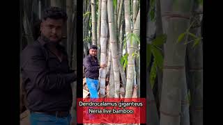 Beautiful Dendrocalamus giganteus bamboo Neria live bamboo call me 7002791693 [upl. by Naynek304]