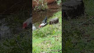 Muscovy Duck with Green amp Blue Feathers Chews Tree Stump Soaks In Flood Water from Hurricane Milton [upl. by Atiekram]