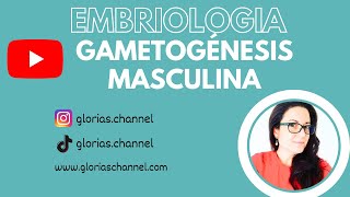 Gametogénesis masculina Embriología humana medicina [upl. by Enamart]