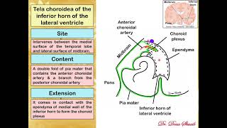 18 Meninges amp CSF Doaa 2020 [upl. by Namron]