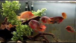 240 Vieja Midas Cichlid Community Tank Update [upl. by Rosanna]