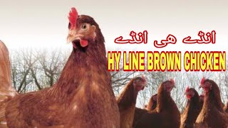 HYLINE BROWN CHICKEN  HYLINE BROWN HEN  BEST EGG LAYING BREED  BEST CHICKEN FOR EGGS IDEAS TIME [upl. by Ecylla]