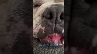 Where my teefs lovers at teef bulldog doglovers bulldogcommunity sub teefs [upl. by Sibyl]