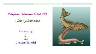 Cyclostoma  Animal Kingdom Part 13  Biology Class 11NEET [upl. by Rehnberg]