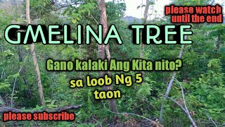 GMELINA PLANTING gmelina tree business every 5 years you can harvest and make money [upl. by Cathey]