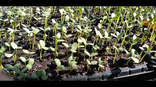 Germinación de semillas de sandia de 1 a 20 días Jesus Maria Garza Chiapas México [upl. by Dias107]