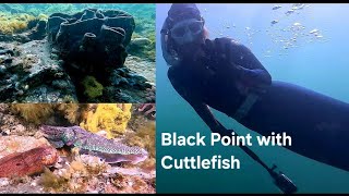 Black Point during Cuttlefish Breeding Season  Adelaide Freedive Tribe [upl. by Attehcram]