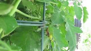 Life Cycle of a Tomato Hornworm [upl. by Cozza]