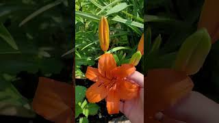 Knowing Whats Growing Tiger Lily lily shorts flowers garden [upl. by Schlicher]