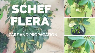 Schefflera care and propagation tips How to propagate Schefflera easily from a just a leaf [upl. by Shirah116]