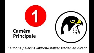 Faucons Pèlerins dIllkirch  Caméra Principale [upl. by Legir]