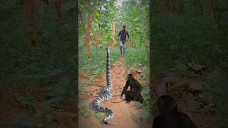 saap and bandar video 🐍🐒viralvideo saanp youtubeshorts funny cobra [upl. by Nosinned]