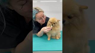 Pomeranian puppy first groom 🤍 pomeranian doggroominglife dogbath dogbathtime puppy [upl. by Bili806]