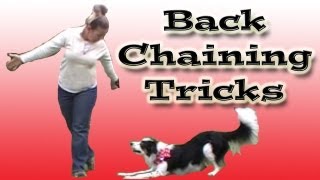 Backchaining a Canine Freestyle Routine  Clicker Dog Training [upl. by Lore]