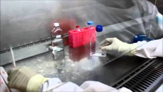 Trypsinising a flask of vero cells [upl. by Knorring703]