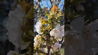 Lapins Cherry Tree 🌸 gardening garden locallygrown homemade farming cherryblossom food [upl. by Kela]