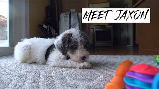 Meet Jaxon The Mini Aussiedoodle Puppy [upl. by Eimaj]