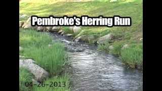 Pembrokes Herring Run [upl. by Philis]